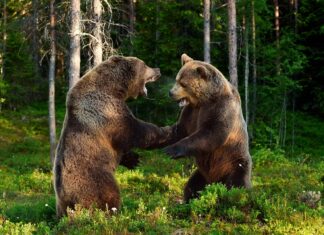 Guarda una feroce battaglia di Grizzly per la festa della carcassa di balena
