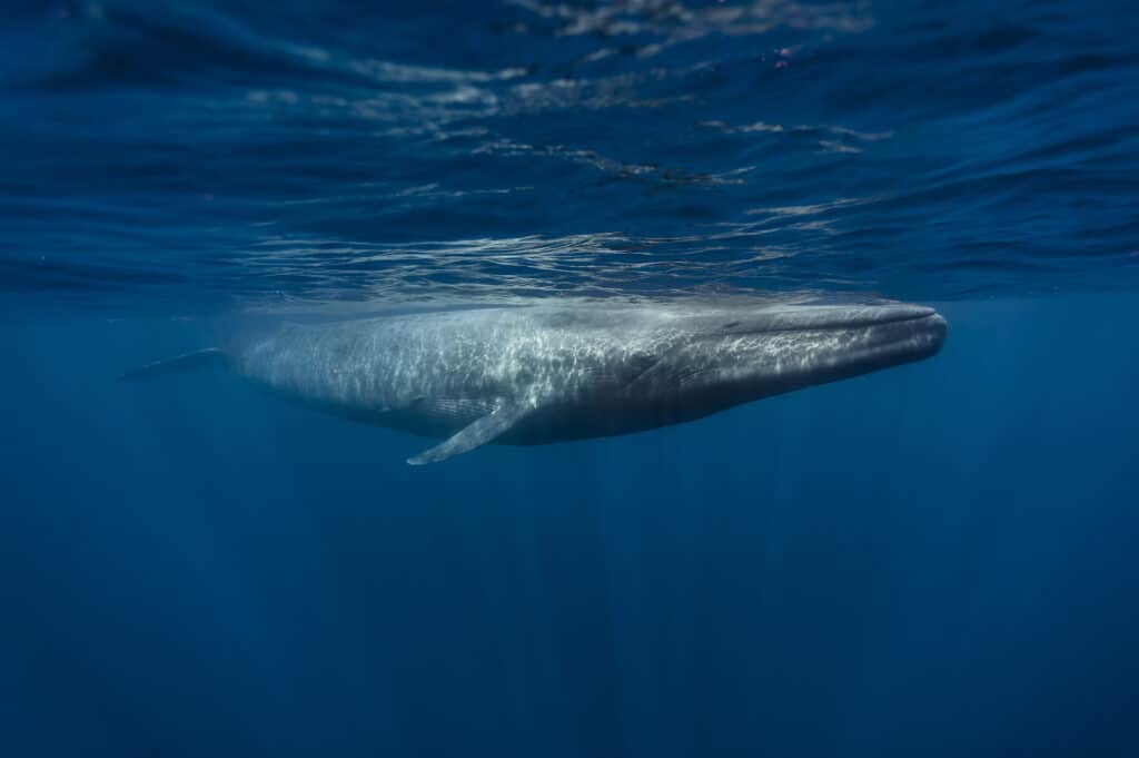 balena Blu