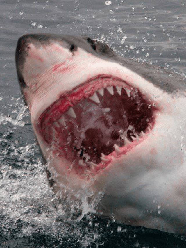 Scopri quanto tempo vivono i grandi squali bianchi!  Immagine di copertina