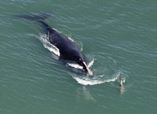 Guarda un'enorme balena nuotare maestosamente con due paddle boarder
