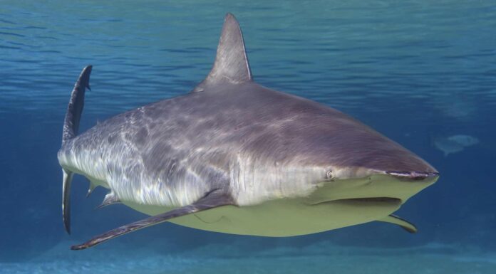 Guarda uno squalo toro sorprendere questo ragazzo che pesca d'altura nel suo kayak di plastica
