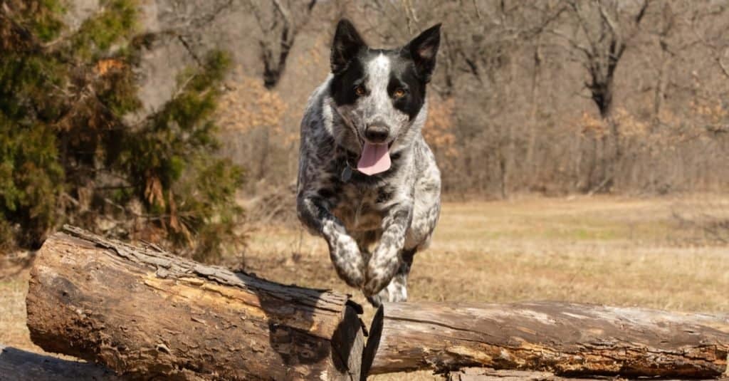 Texas Heeler cane che salta su un mucchio di tronchi.