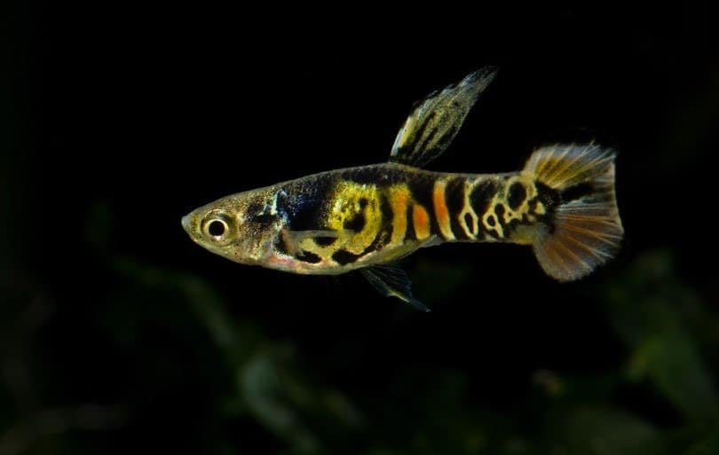 Un primo piano della tigre maschio Endler guppy.