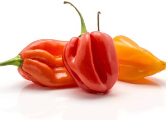 Habanero vs Ghost Pepper