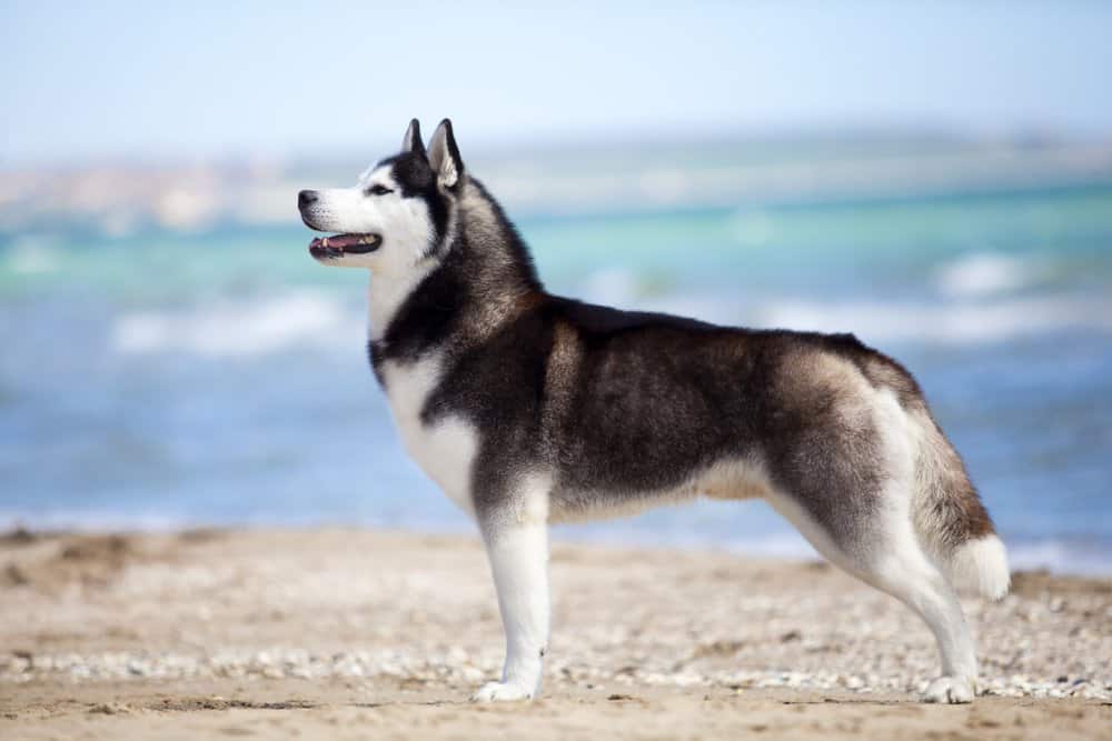 Husky siberiano in spiaggia