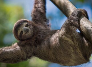 I 10 animali da zoo più carini che vedrai oggi
