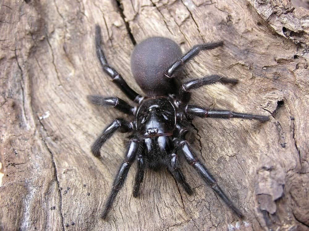 I 10 animali più velenosi - Sydney Funnel Web Spider sul tronco d'albero