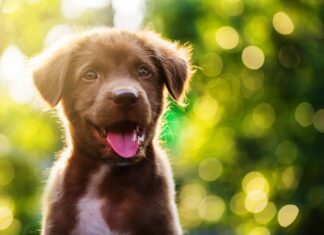 I 10 cani più dolci di Internet oggi

