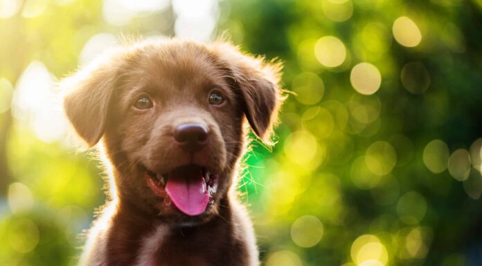 I 10 cani più dolci di Internet oggi
