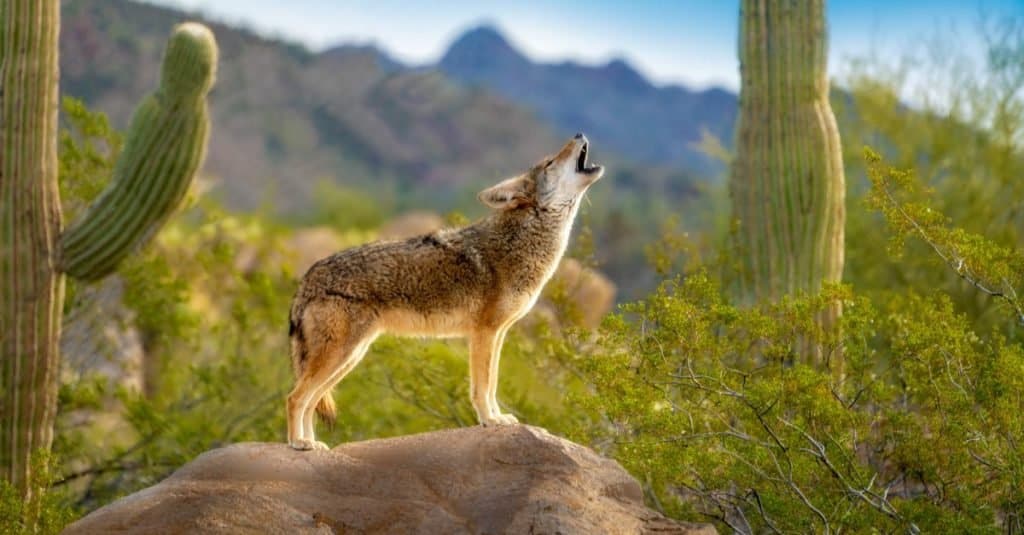Razze di cani selvatici: coyote