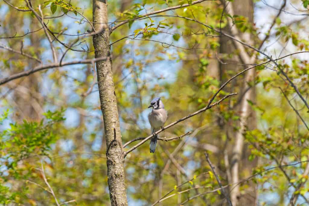 Blue Jay a Horicon Marsh