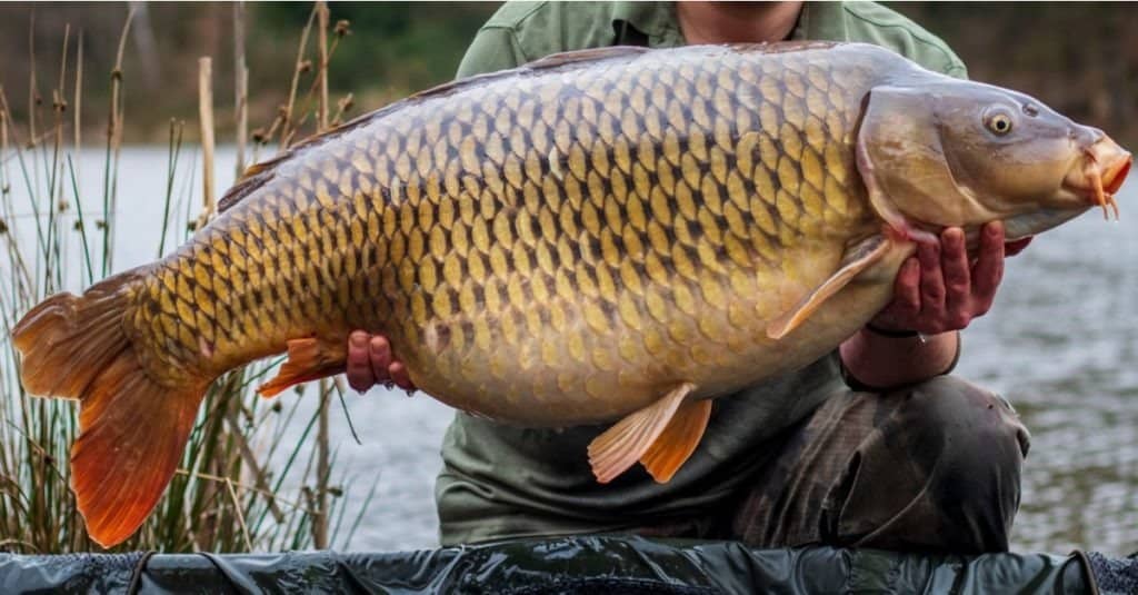 Uomo che tiene bella grande carpa