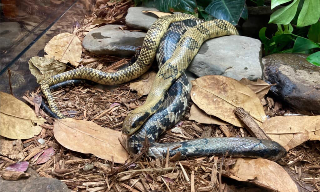 Serpente liscio brasiliano - Falso cobra d'acqua