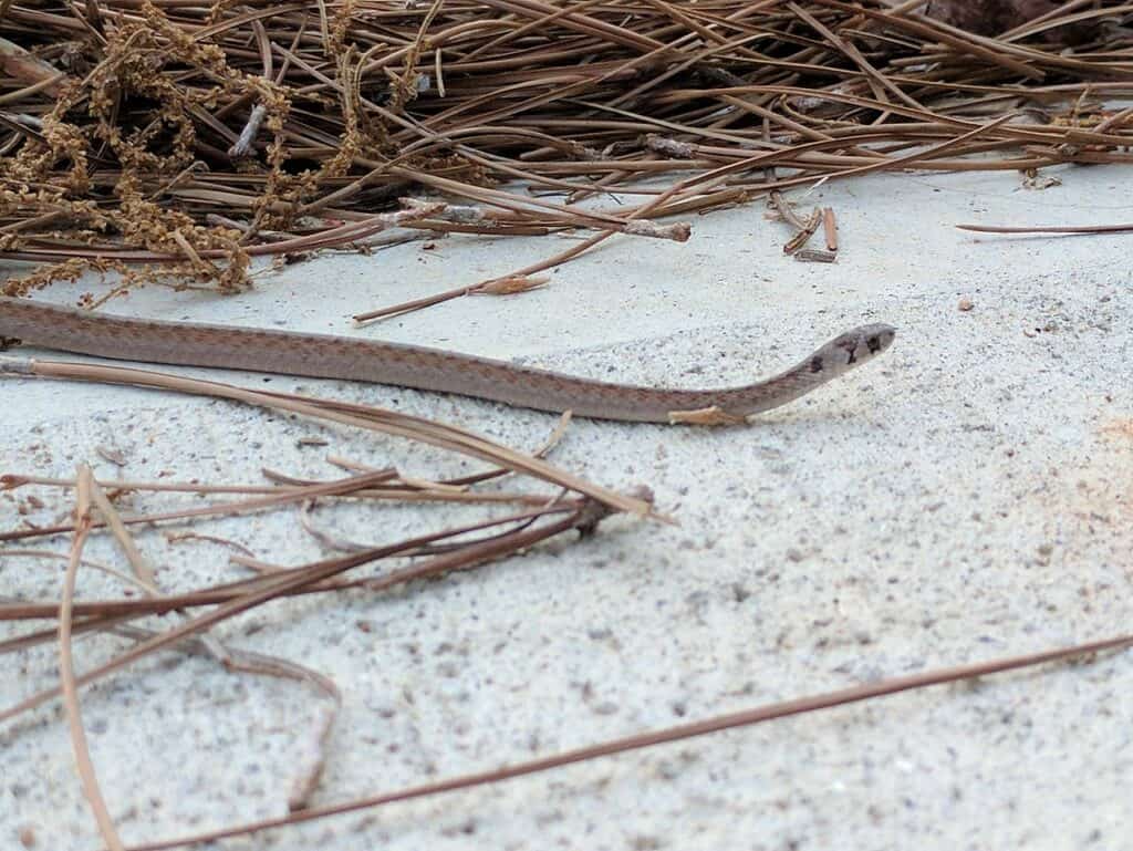 Serpente marrone della Florida Serpente marrone della Florida