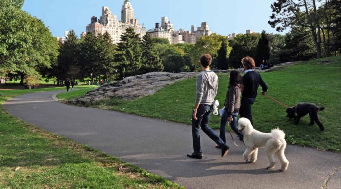 I 12 migliori parchi per cani di New York City
