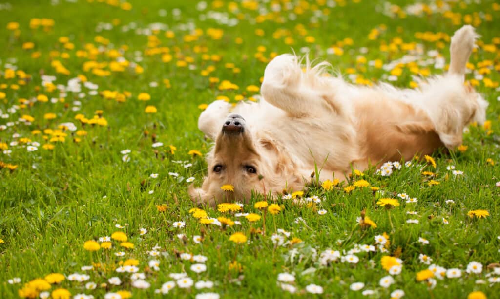 Golden retriever che gioca nell'erba