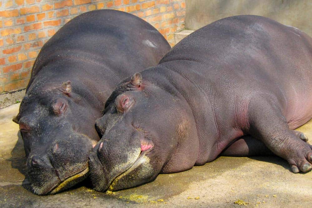 Due ippopotami che dormono su una superficie di cemento all'interno del recinto di uno zoo.