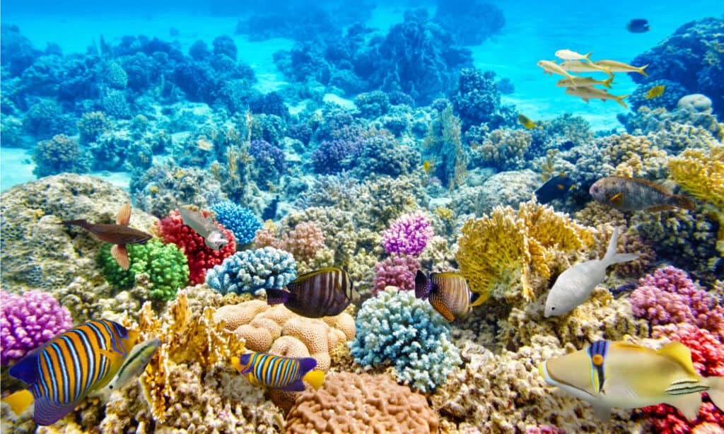 Acquari vicino a Cleveland - Coral Reef