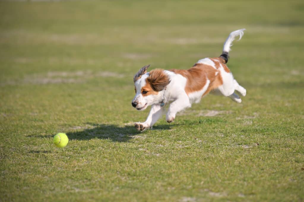 cane che insegue palla