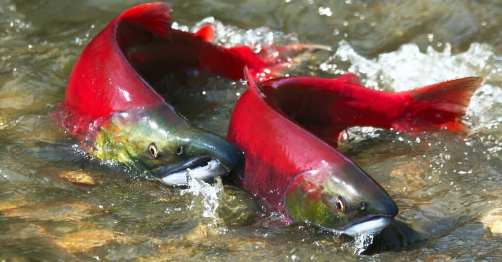 salmone rosso vs salmone atlantico