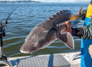 River Monsters: scopri il pesce più grande del fiume Columbia
