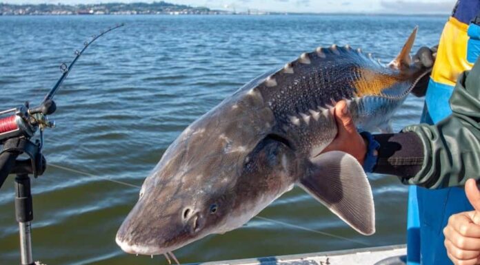 River Monsters: scopri il pesce più grande del fiume Columbia
