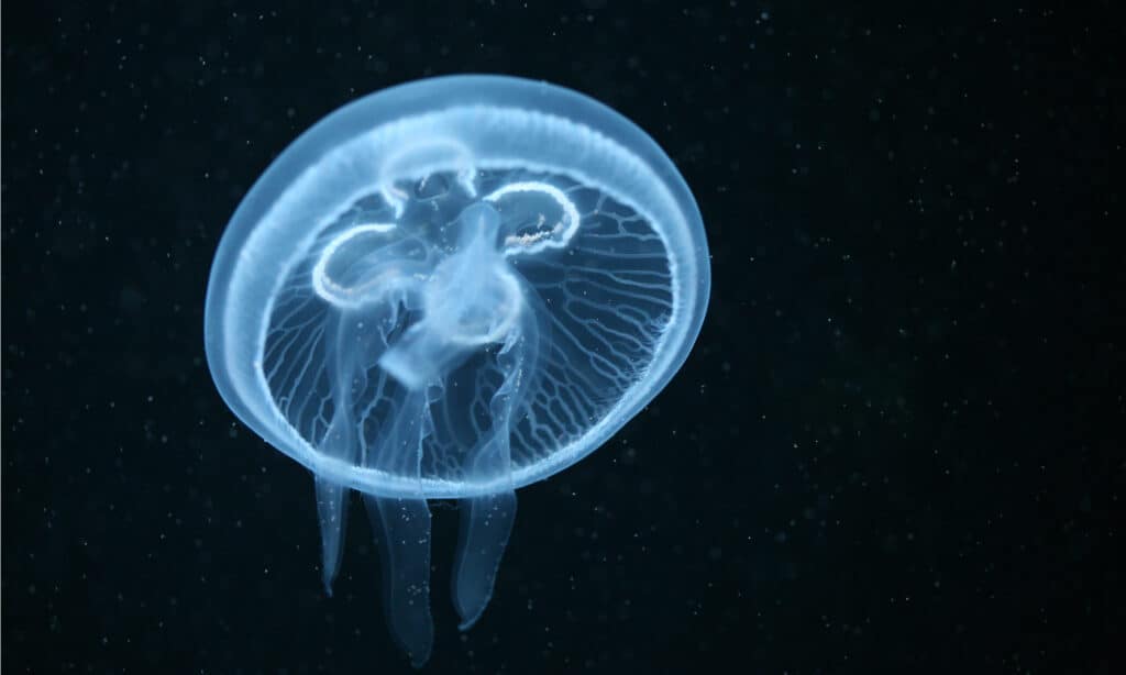 medusa lunare