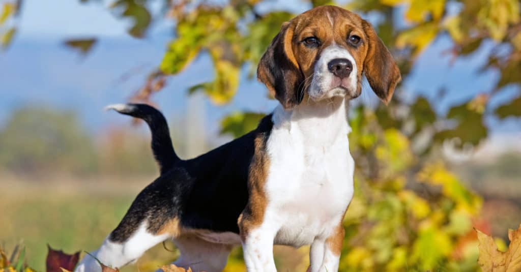 Beagle adulto in piedi sul punto in un parco