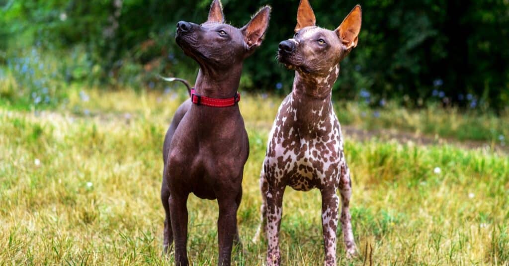 Due cani senza peli messicani (Xoloitzcuintle, Xolo) su uno sfondo di erba verde e alberi nel parco.