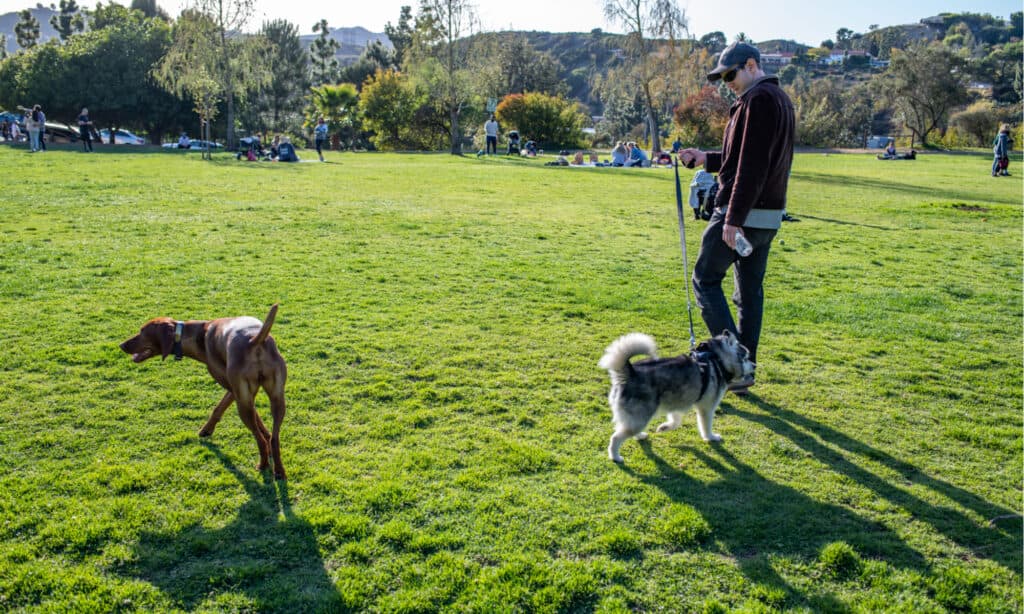 Serie Dog Park - Lake Hollywood Dog Park