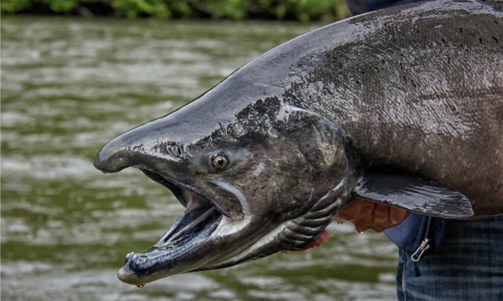 Una striscia nera lungo la linea gengivale del salmone Chinook dà loro il nome alternativo di bocca nera.