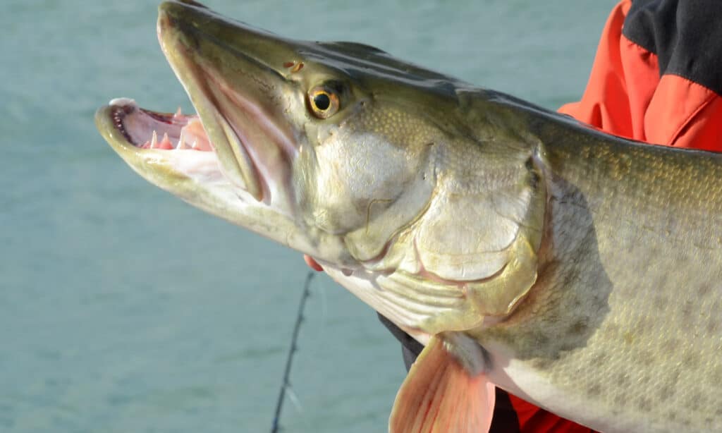 River Monsters: scopri il pesce più grande del fiume Potomac