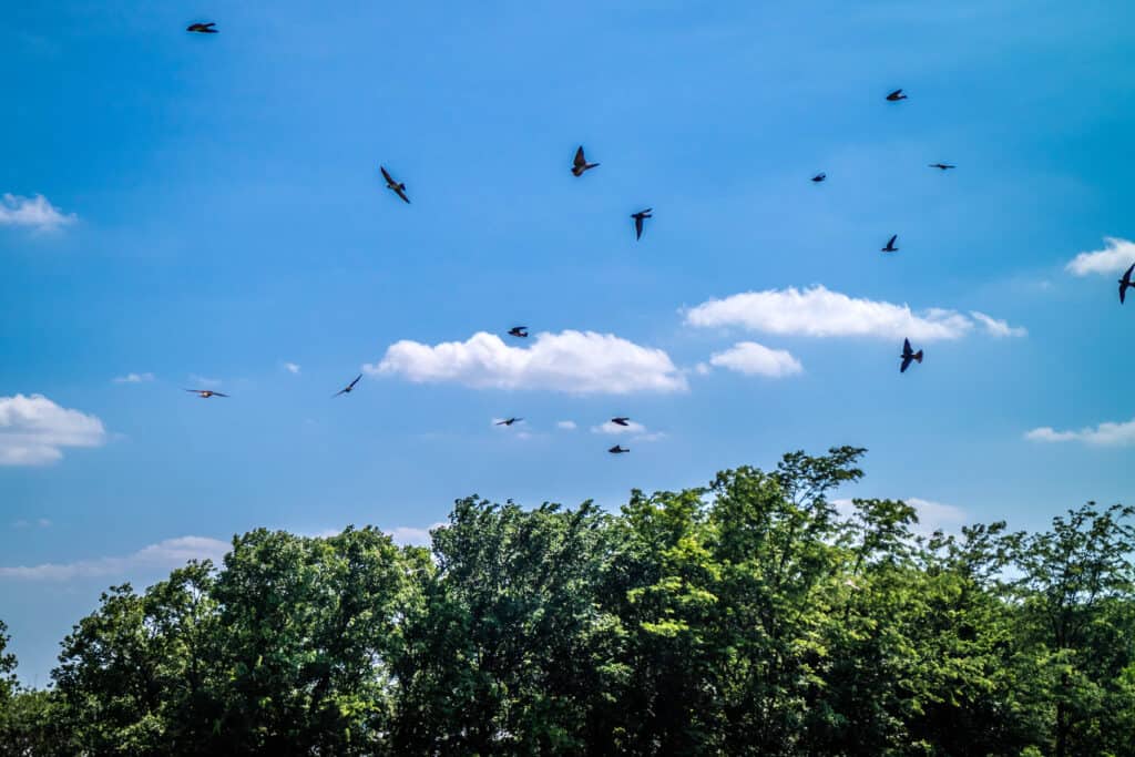 Uccelli neri in roaming nel Tishomingo National Wildlife Refuge, Oklahoma