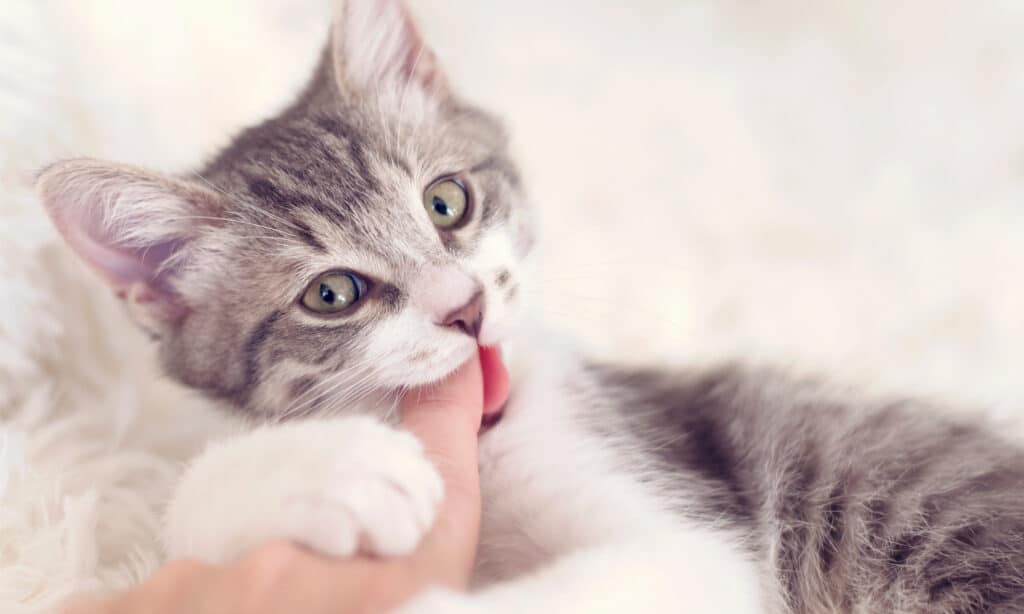 Un gattino grigio e bianco che mastica le dita del suo proprietario