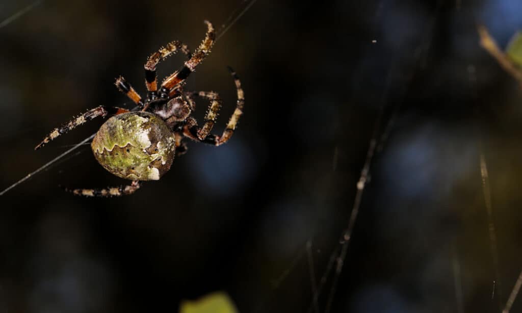 Lichen gigante Orbweaver