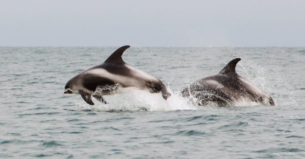 Il delfino più grande è il delfino dal becco bianco