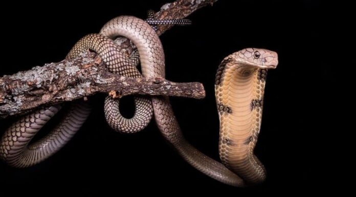 9 serpenti che mangiano altri serpenti (anche serpenti a sonagli!)
