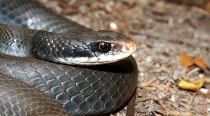 I 5 serpenti più grandi vicino a Charlotte, nella Carolina del Nord
