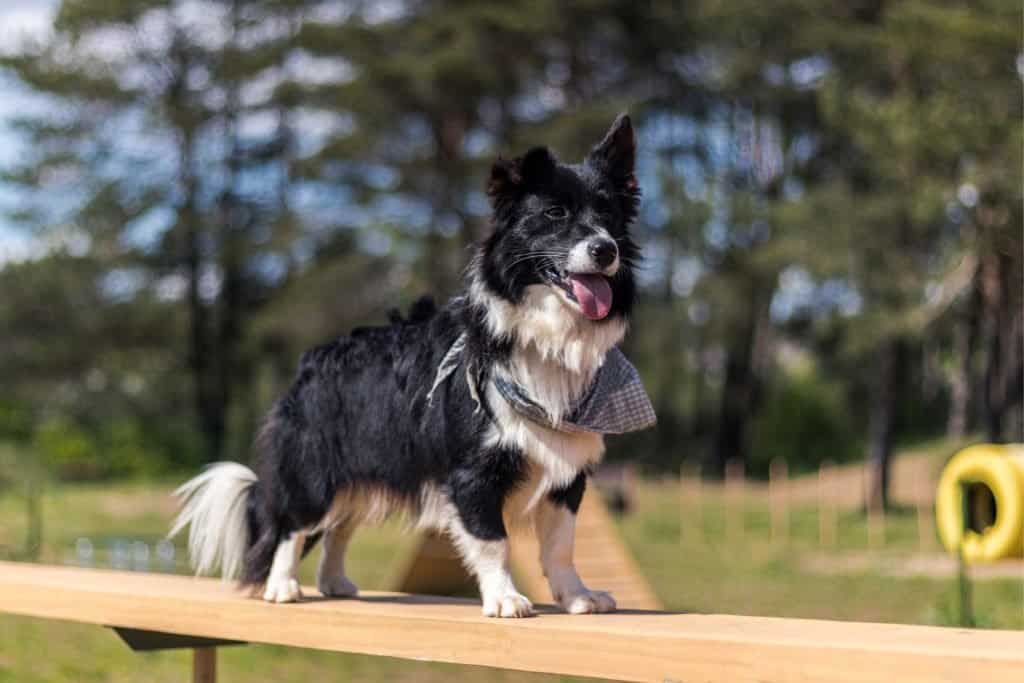 Il cane più anziano: Taffy il collie gallese