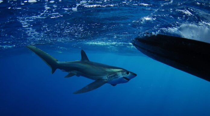 Scopri il più grande squalo volpe mai catturato in Florida
