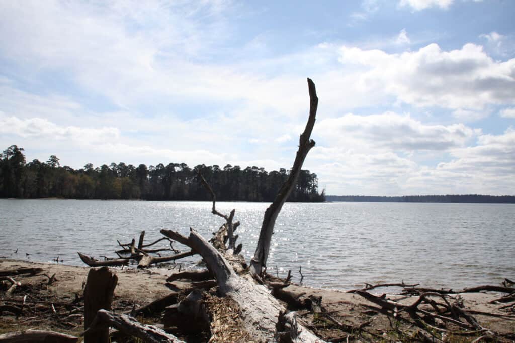legname caduto dal lago conroe