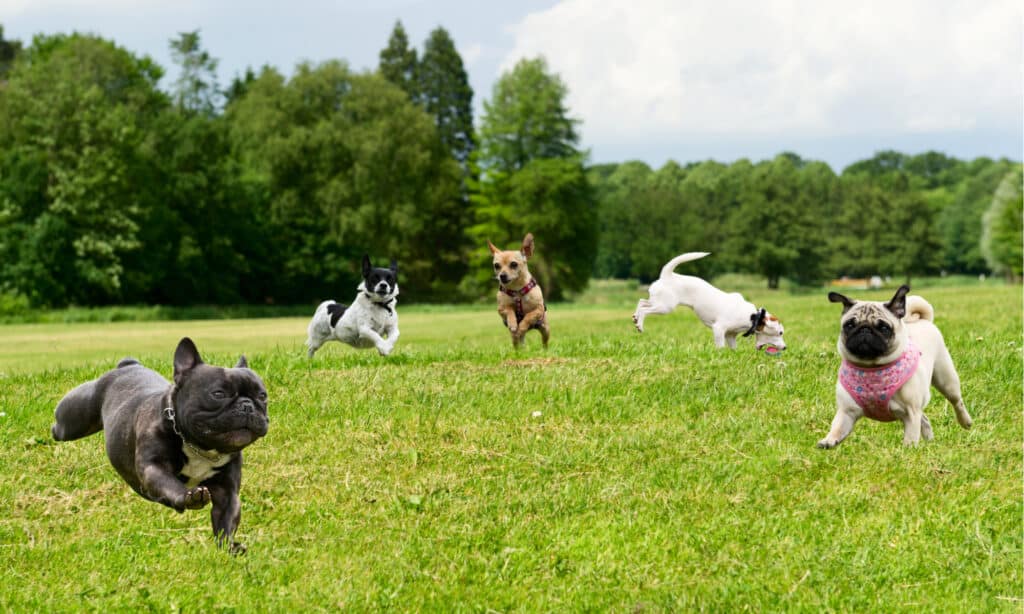 Dog Park Series - Piccoli cani nel parco dei cani