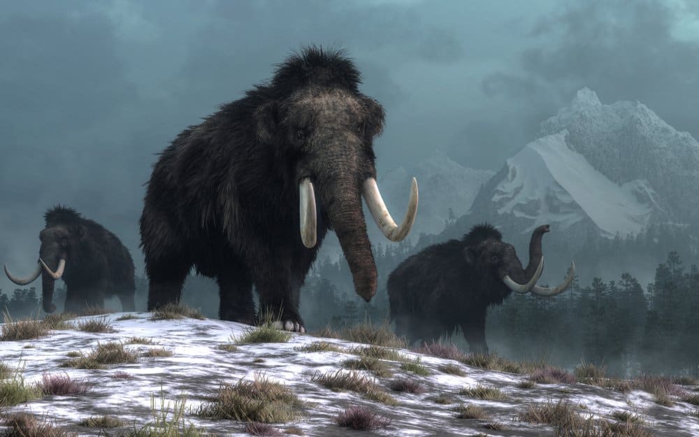 Una rappresentazione artistica di tre mammut lanosi che camminano in un paesaggio innevato con montagne sullo sfondo.