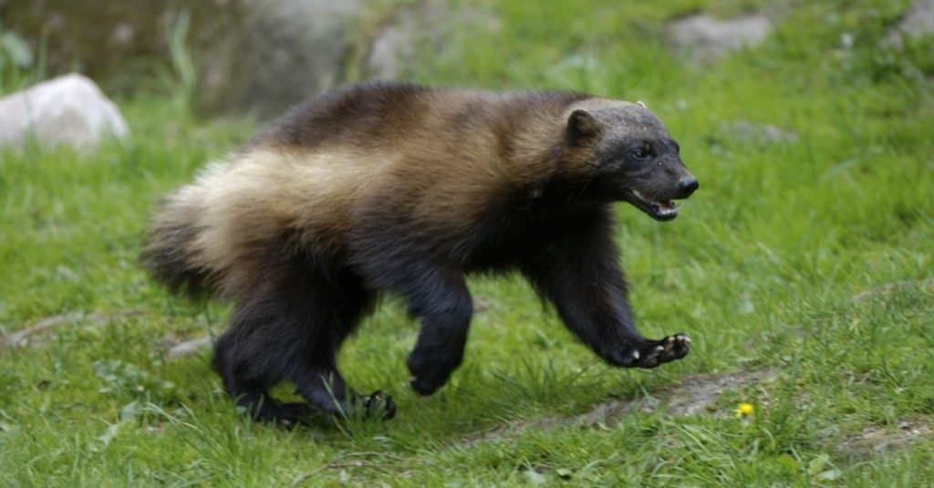 Wolverine che cammina sull'erba
