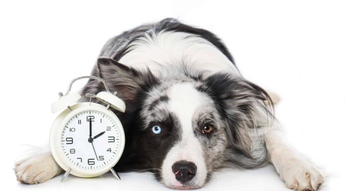 I cani hanno davvero il senso del tempo?
