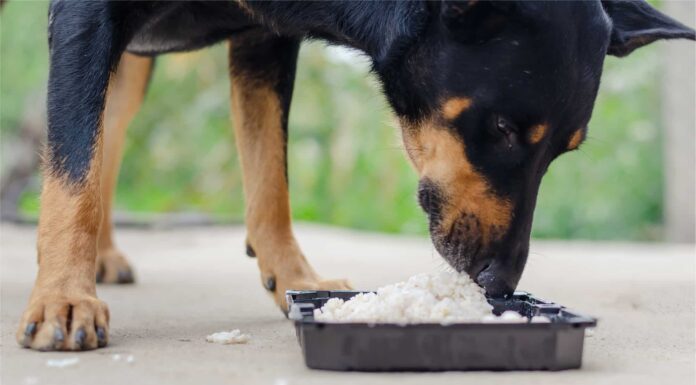 I cani mangiano riso sicuro o pericoloso?
