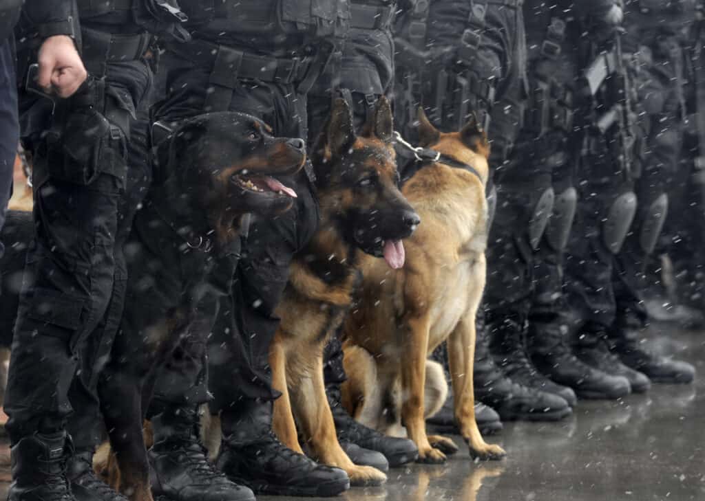 cani poliziotto