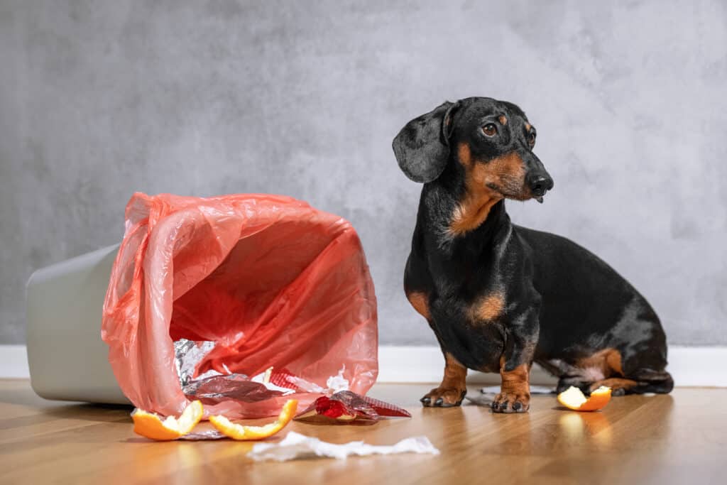 Cane con spazzatura rovesciata