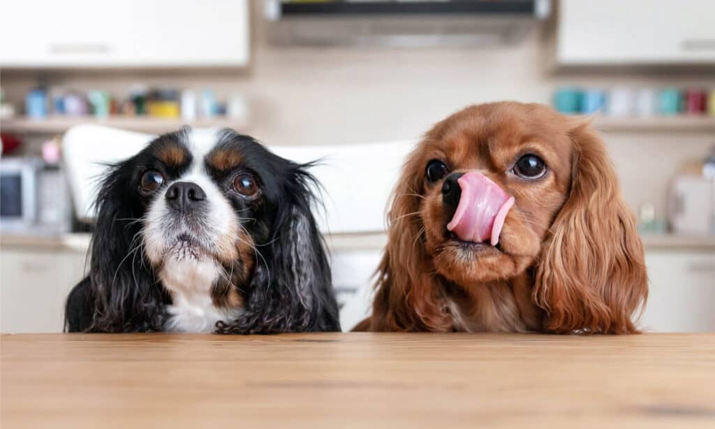 Fai attenzione quando condividi il cibo con i cani