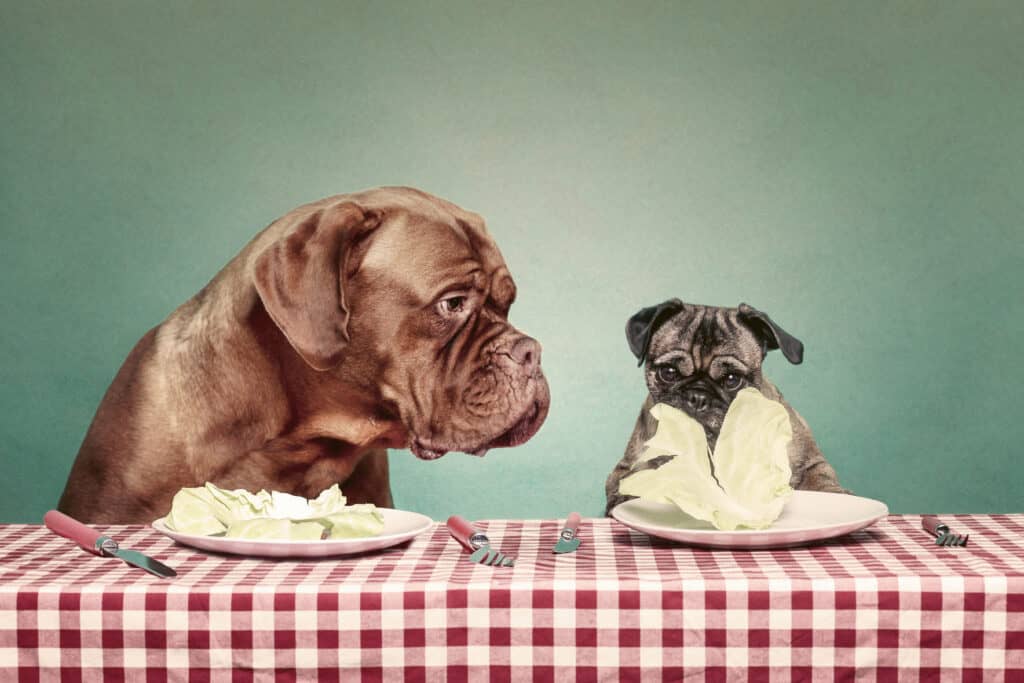 Due cani che mangiano lattuga a un tavolo con una tovaglia a quadretti
